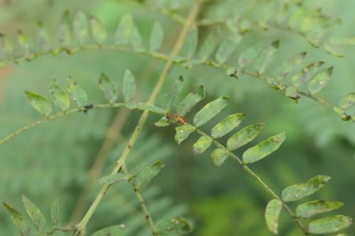 Toxomerus floralis